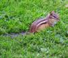 June 28, 2023 - Chipmunk in Souris River, Marcy Robertson