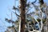 April 28, 2023 - Black-capped chickadee along the Confederation Trail, Wanda Bailey