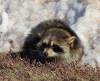 March 4, 2020 - Racoon in East Baltic, Marcy Robertson