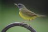 August 10, 2020 - Mourning warbler in South Lake, Helene Blanchet