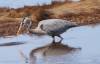 April 28, 2022 - Blue heron, Marcy Robertson