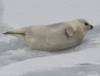 March 24, 2021 - Seal pup near Souris, Marcy Robertson