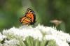 July 12, 2022 - Viceroy butterfly along the Confederation Trail near Souris, Wanda Bailey