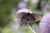 August 28, 2023 - Black swallowtail butterfly near Souris, Wanda Bailey