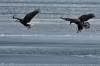 February 25, 2021 - Bald eagles in Basin Head, Isobel Fitzpatrick