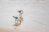 April 6, 2022 - Sanderlings at Basin Head, Helene Blanchet