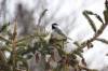 March 23,2020 - Black-capped chickadee along the Confederation Trail near Souris, Wanda Bailey