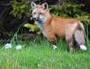 June 25, 2020 - Red fox kit in East Point, Isobel Fitzpatrick