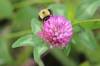 October 1, 2021 - Bumblebee in Bear River, Judy MacDonald