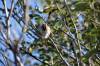 September 25, 2020 - Chipping sparrow along the Confederation Trail near Souris, Wanda Bailey