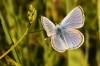 July 2, 2021 - Greenish Blue butterfly in Priest Pond, Isobel Fitzpatrick