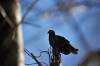 May 19. 2020 - Turkey vultures on the Confederation Trail near Souris, Wanda Bailey