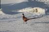 January 19, 2021 - Ring-necked pheasants on Souris Line Road, Judy MacDonald