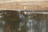 May 12, 2020 - Blue heron in Annandale, Judy MacDonald