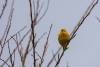 June 9, 2023 - Yellow warbler in Little Harbour, Helene Blanchet