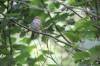 October 21, 2021 - White-throated sparrow along the Confederation Trail near Souris, Wanda Bailey
