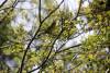 August 30, 2023 - Magnolia warbler near Souris, Wanda Bailey
