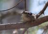 June 12, 2020 - Black-and-white warbler in Boughton River, Helene Blanchet