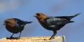 May 11, 2021 - Cowbirds in Souris River, Marcy Robertson