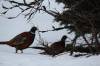 February 10, 2020 - Ring-necked pheasants in Souris River, Sara Deaveau
