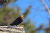 May 26, 2020 - Brown-headed cowbird in Rollo Bay, Sara Deveau