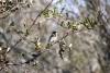 November 23, 2022 - Yellow-rumped warbler near Souris, Wanda Bailey
