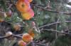 December 6, 2021 - Apples along the Confederation Trail near Souris, Wanda Bailey