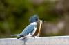 April 27, 2023 - Kingfisher at East Lake, Roberta Palmer