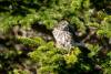 November 24, 2022 - Sharp-shinned hawk in South Lake, Helene Blanchet