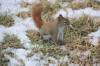 January 20, 2019 - Red squirrel along the Confederation Trail near Souirs, Wanda Bailey
