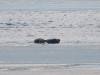 February 18th, 2020 - Seals on Souris River, Jody MacDonald