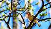 June 7, 2022 - Blackburnian warbler in East Baltic, Isobel Fitzpatrick