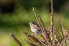 July 5, 2022 - Song sparrow in East Point, Helene Blanchet