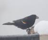 April 7, 2023 - Red-winged blackbird in Souris River, Marcy Robertson