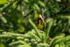 August 25, 2022 - Magnolia warbler in South Lake, Helene Blanchet