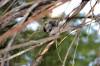 March 3, 2021 - Black-capped chickadee near Souris, Wanda Bailey