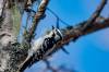 May 5, 2021 - Downy woodpecker in South Lake, Helene Blanchet