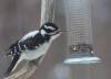 February 16, 2023 - Female hairy woodpecker in Souris River, Marcy Robertson