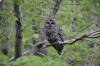 June 6, 2022 - Barred owl along the Confederation Trail near Munn's Road, Wanda Bailey