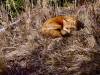 May 9, 2023 - Resting Red fox in the sunset at East Point, Isobel Fitzpatrick