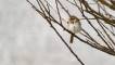 March 7, 2022 - Song sparrow in Priest Pond, Isobel Fitzpatrick