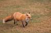June 3, 2020 - Red fox in East Point, Sara Deveau