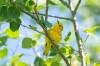 July 20, 2021 - Yellow warbler in South Lake, Helene Blanchet