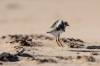 July 11, 2022 - Piping plover chick in eastern Kings, Helene Blanchet