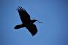 May 3, 2022 - Raven along the Confederation Trail near Souris, Wanda Bailey