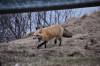April 27, 2022 - Red fox near Souris, Wanda Bailey