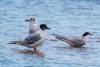 August 27, 2022 - Bonaparte gulls and Common tern in South Lake, Helene Blanchet